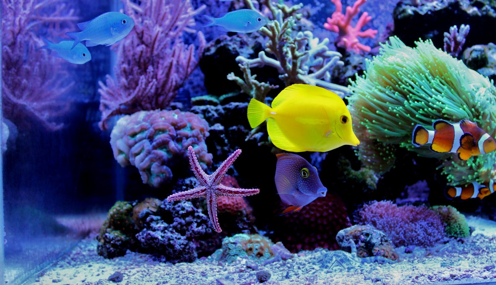 aquarium