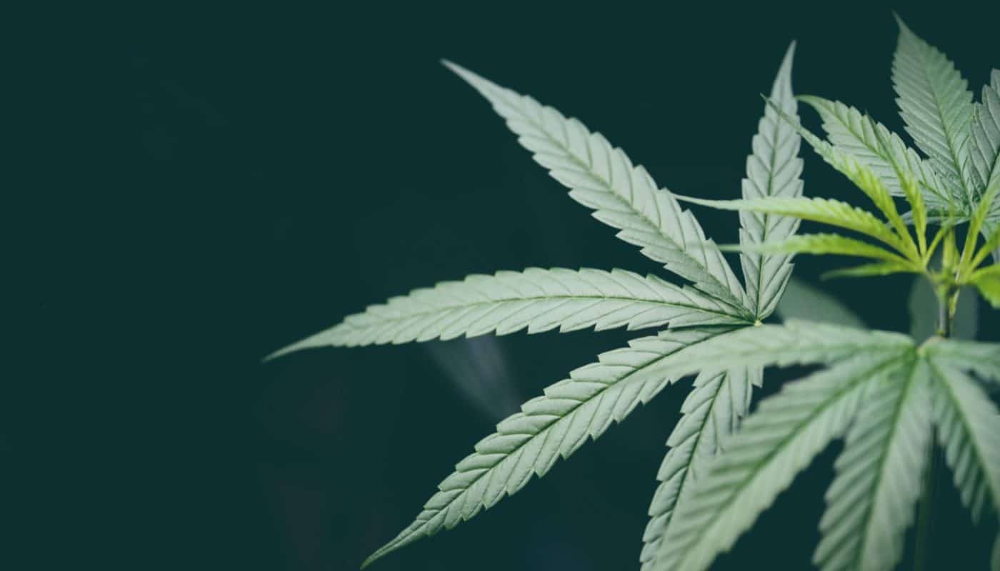 CBD