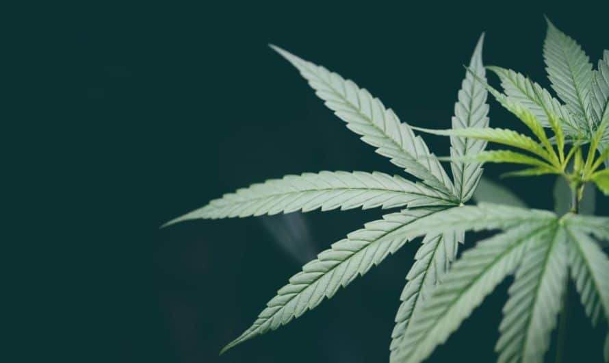 Est-ce que le CBD détend: notre avis