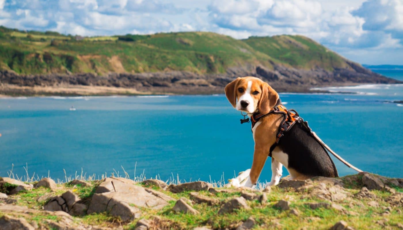 mutuelle pour chien